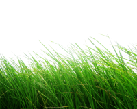 Трава PNG фото