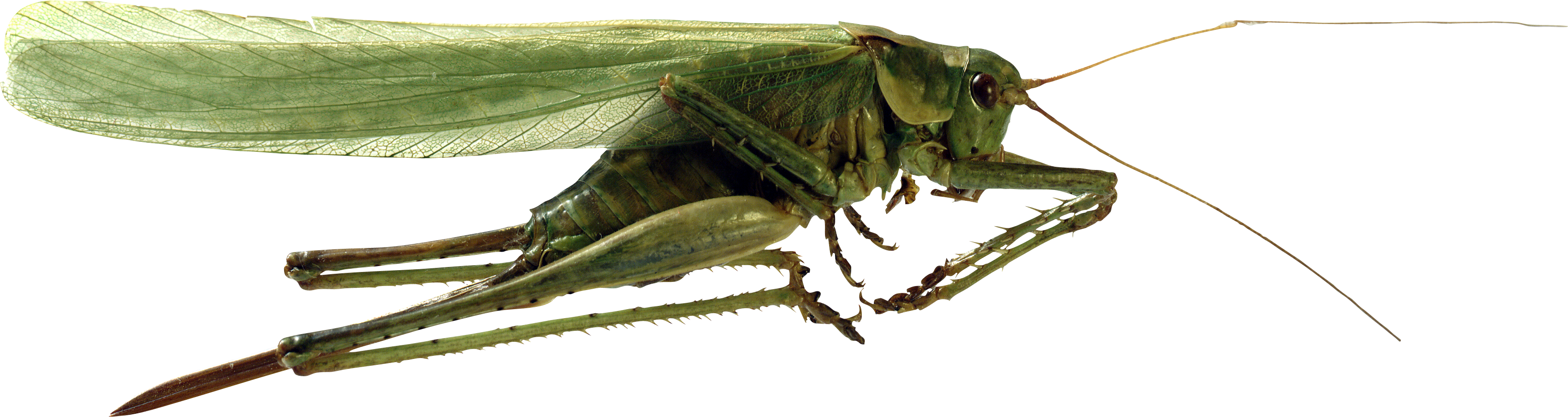 Grasshopper PNG