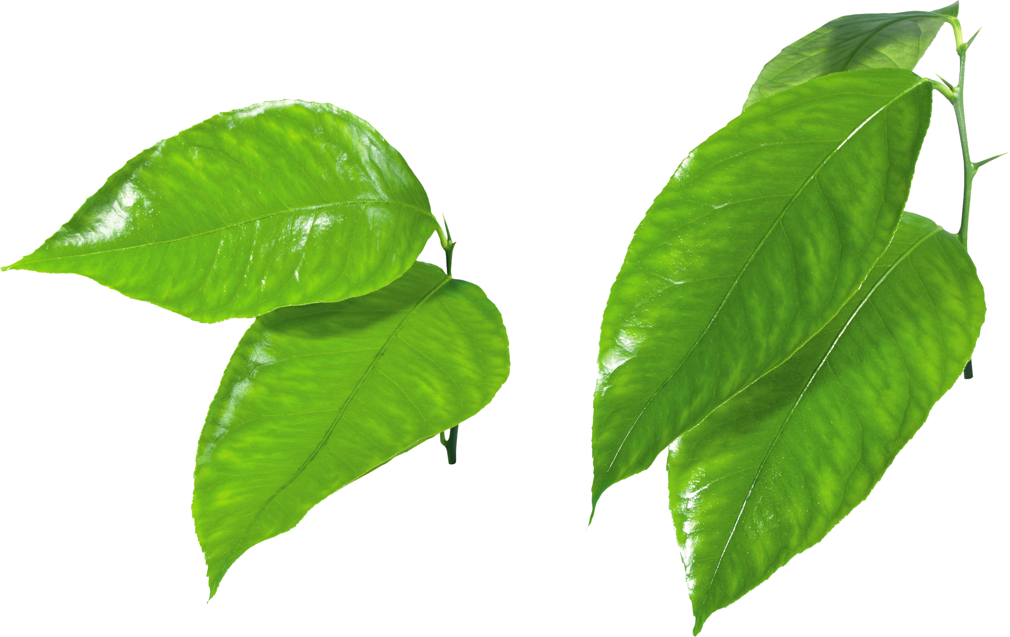 Green leaf PNG transparent image download, size: 3528x2225px
