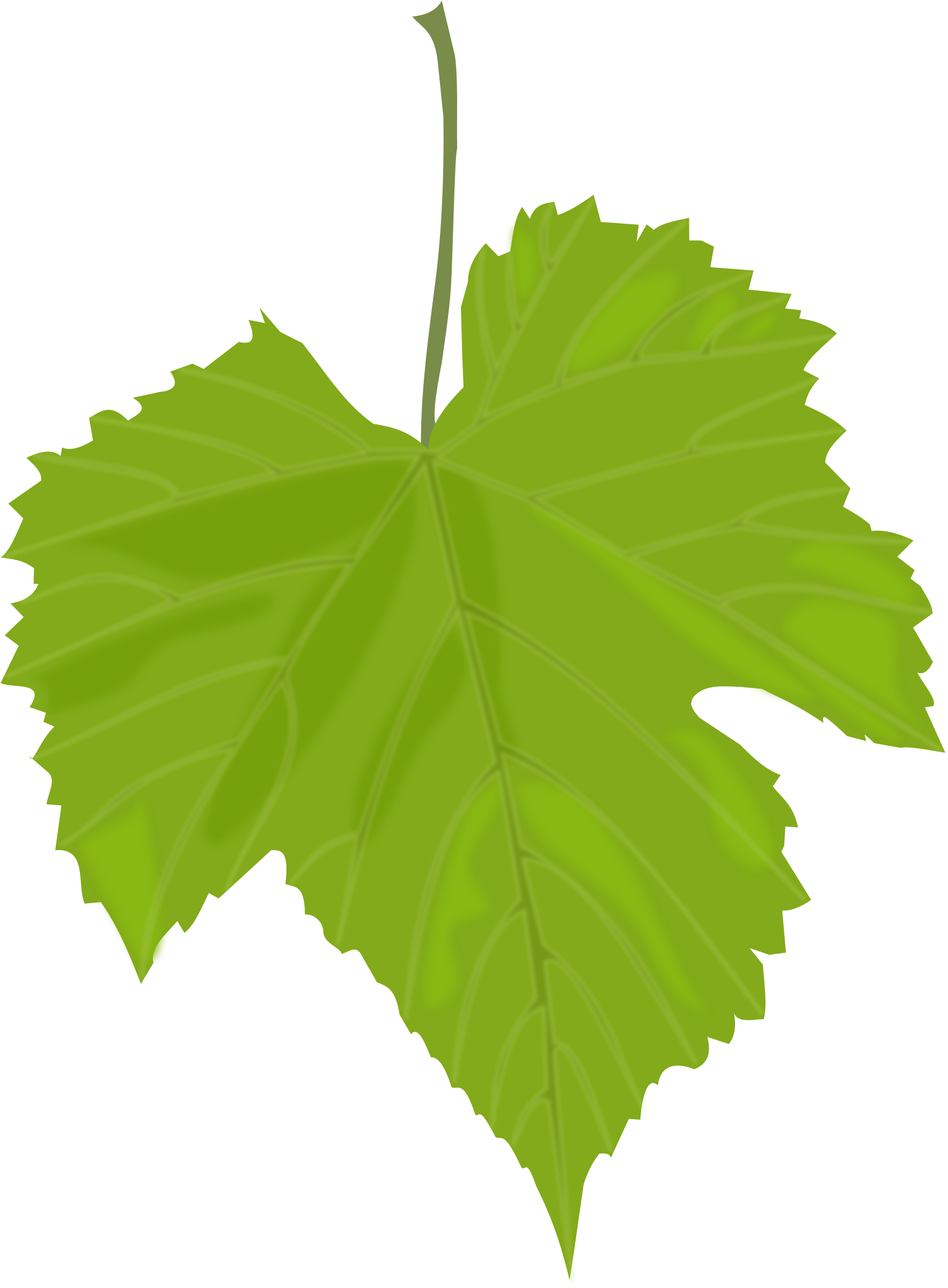 Green leaf PNG transparent image download, size: 1767x2400px