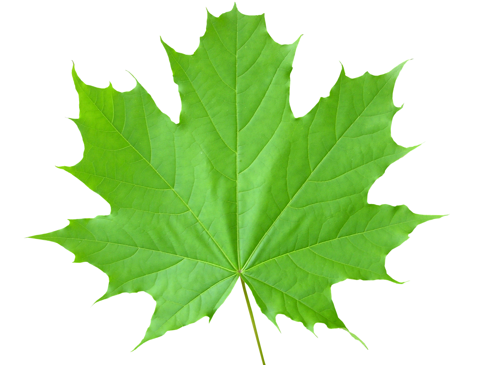 Green leaf PNG