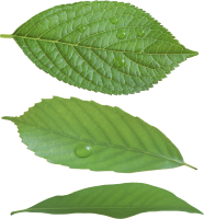 Зеленые листья PNG фото