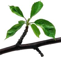Green leaves branch PNG