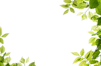 Green leaves frame PNG