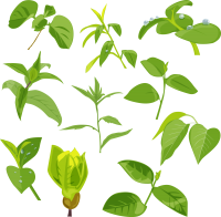 Green leaves picture PNG