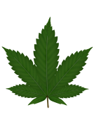 Green leaf PNG