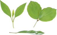 Green leaf PNG