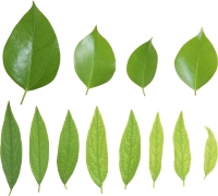 Зеленые листья PNG фото