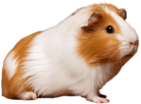 Guinea pig PNG