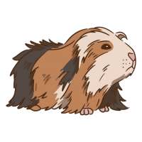 Guinea pig PNG