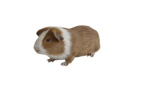 Guinea pig PNG