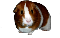 Guinea pig PNG