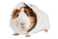 Guinea pig PNG