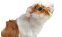Guinea pig PNG