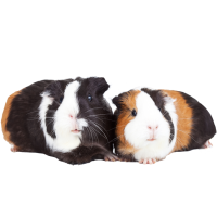 Guinea pig PNG