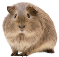 Guinea pig PNG