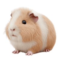Guinea pig PNG