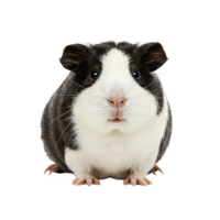 Guinea pig PNG