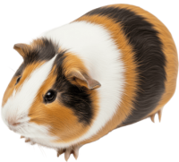 Guinea pig PNG