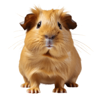Guinea pig PNG