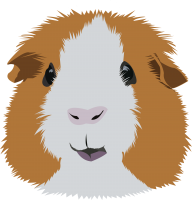 Guinea pig PNG