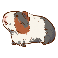 Guinea pig PNG