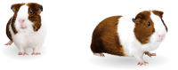 Guinea pig PNG