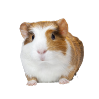Guinea pig PNG