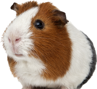 Guinea pig PNG