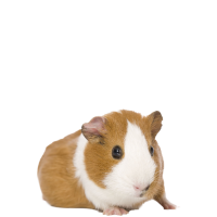 Guinea pig PNG