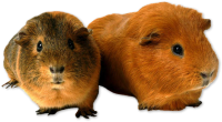 Guinea pig PNG
