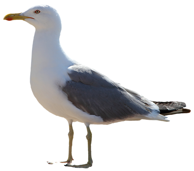 Gull PNG