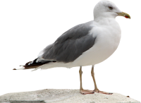 Чайка PNG