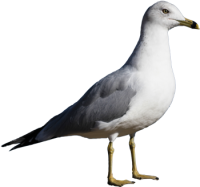 Чайка PNG