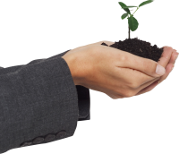 sprout in hand PNG