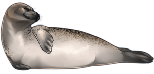 Harbor seal PNG