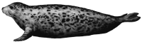 Морской котик PNG
