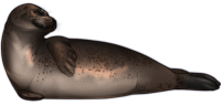 Морской котик PNG