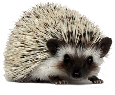 Image result for hedgehog