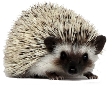 Erizo PNG