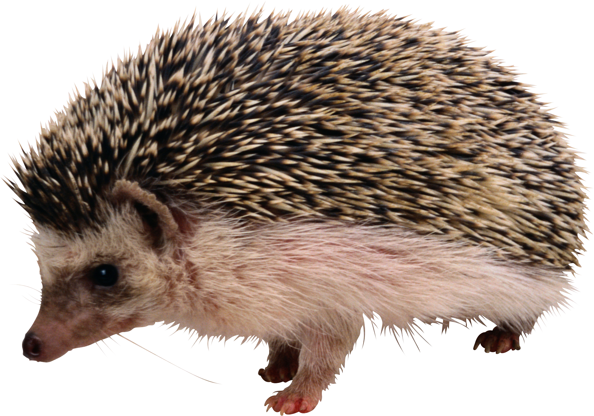 hedgehog