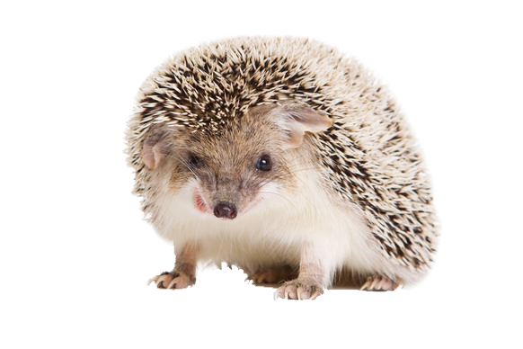 Hedgehog PNG images