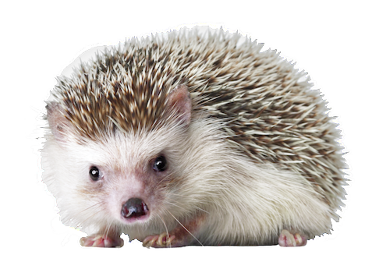 Hedgehog PNG