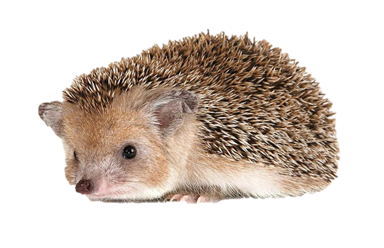 Hedgehog PNG
