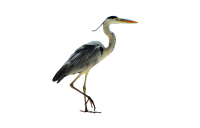 Heron PNG
