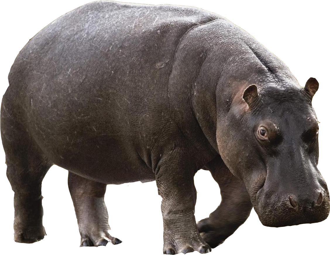 Hippo Download
