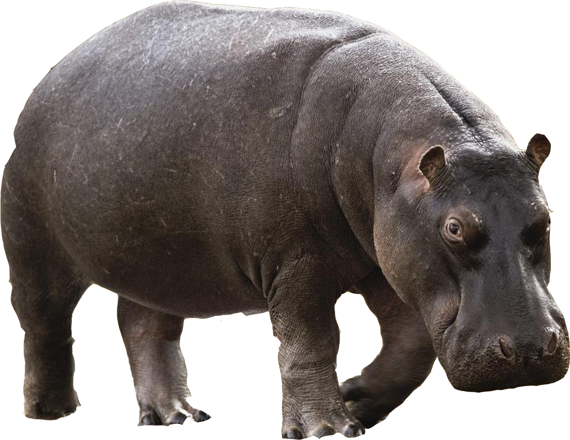 hippo-png-in-2020-pygmy-hippopotamus-hippo-animals-riset