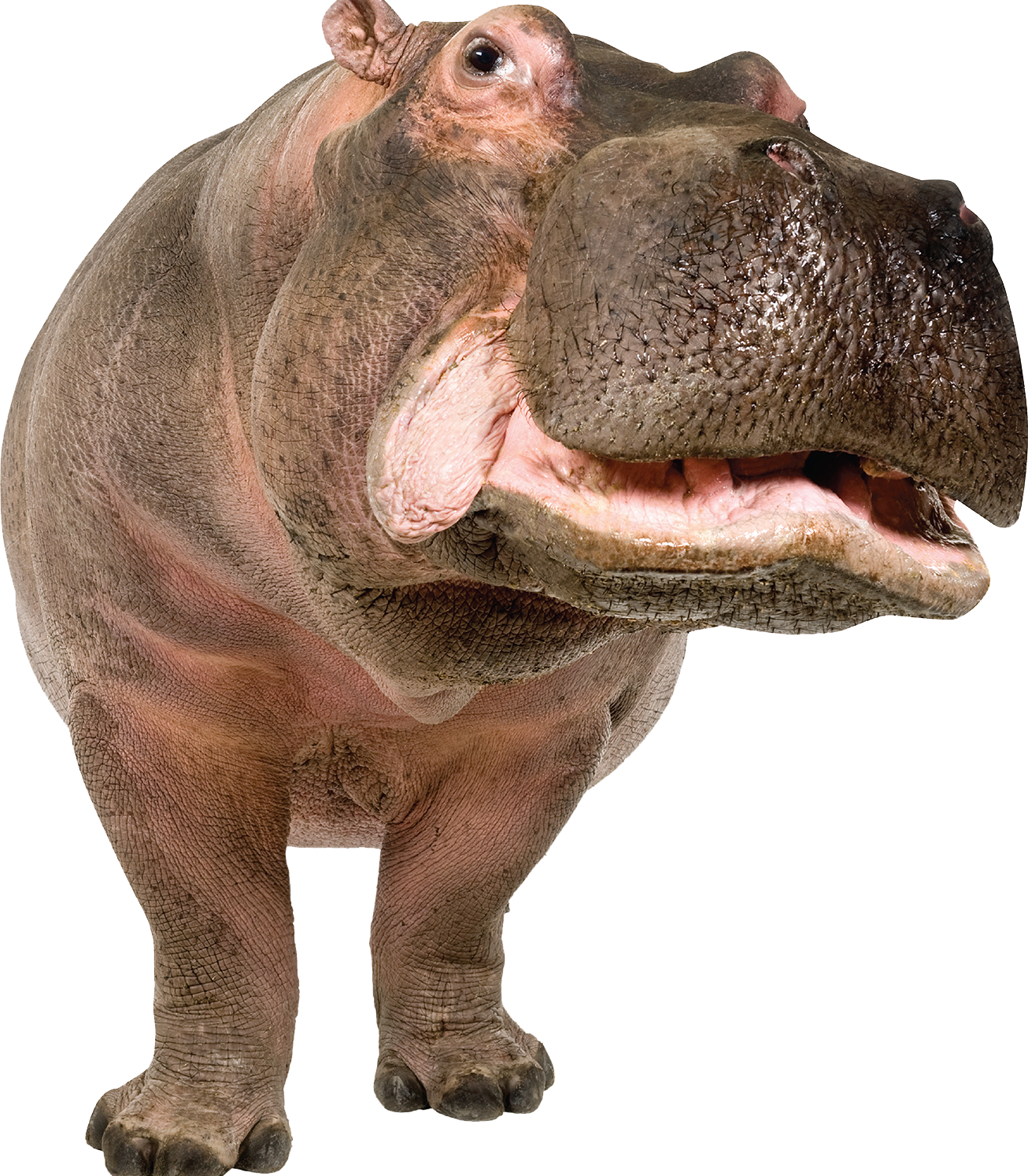 Hippo PNG transparent image download, size: 1306x1494px