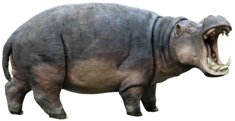 Hippo Download