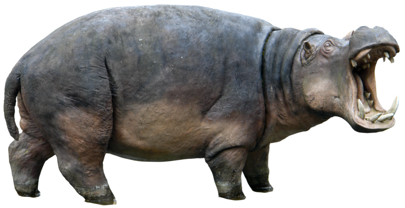 Hippo PNG